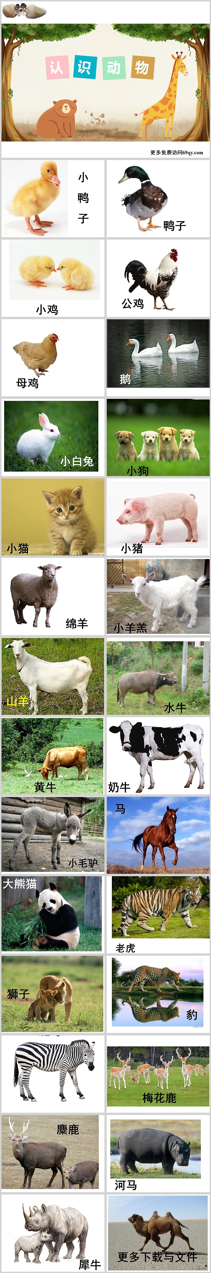 精美卡通小动物介绍PPT模板