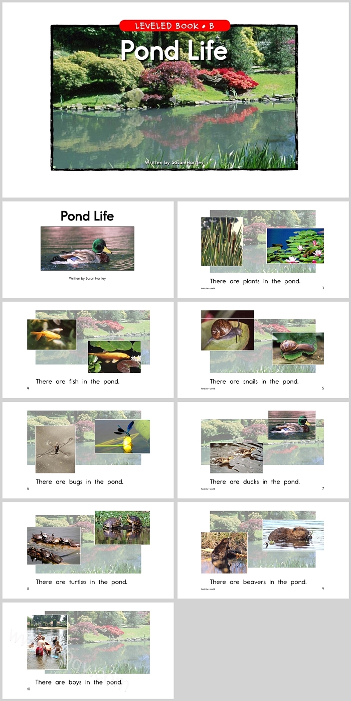 精美卡通幼儿园大班语言《PondLife池塘生活》英文绘本故事PPT课件
