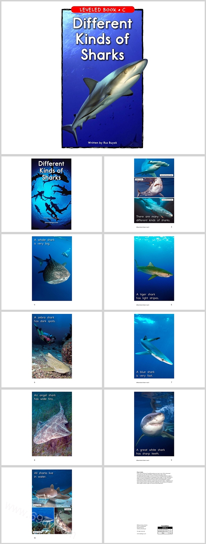 幼儿园大班语言《Different Kinds of Sharks不同种类的鲨鱼》英文绘本故事PPT
