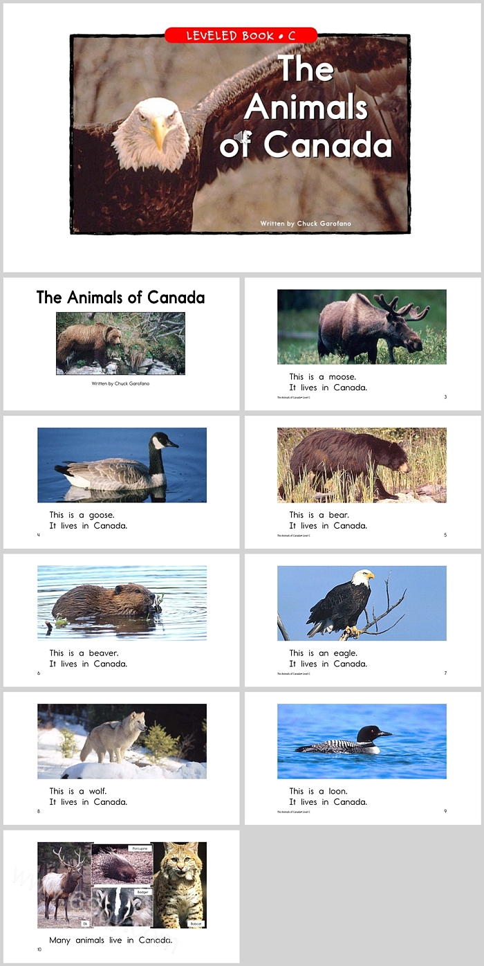 The Animals of Canada加拿大的动物英文绘本故事PPT课件
