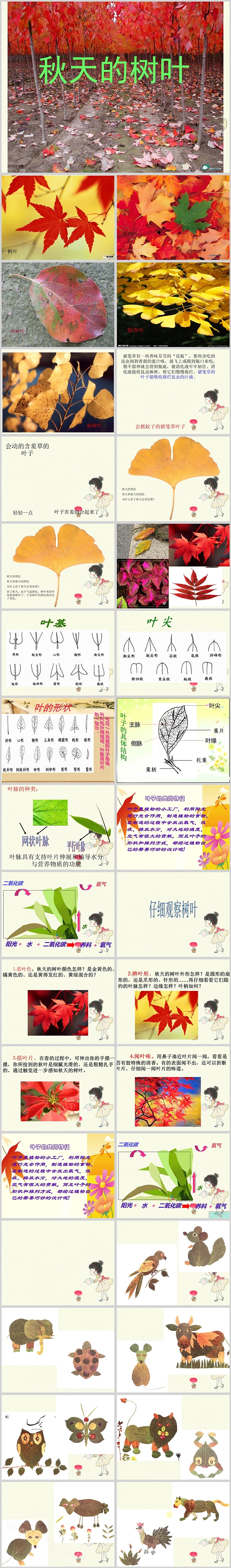 幼儿园中班科学课《秋天的树叶》ppt课件