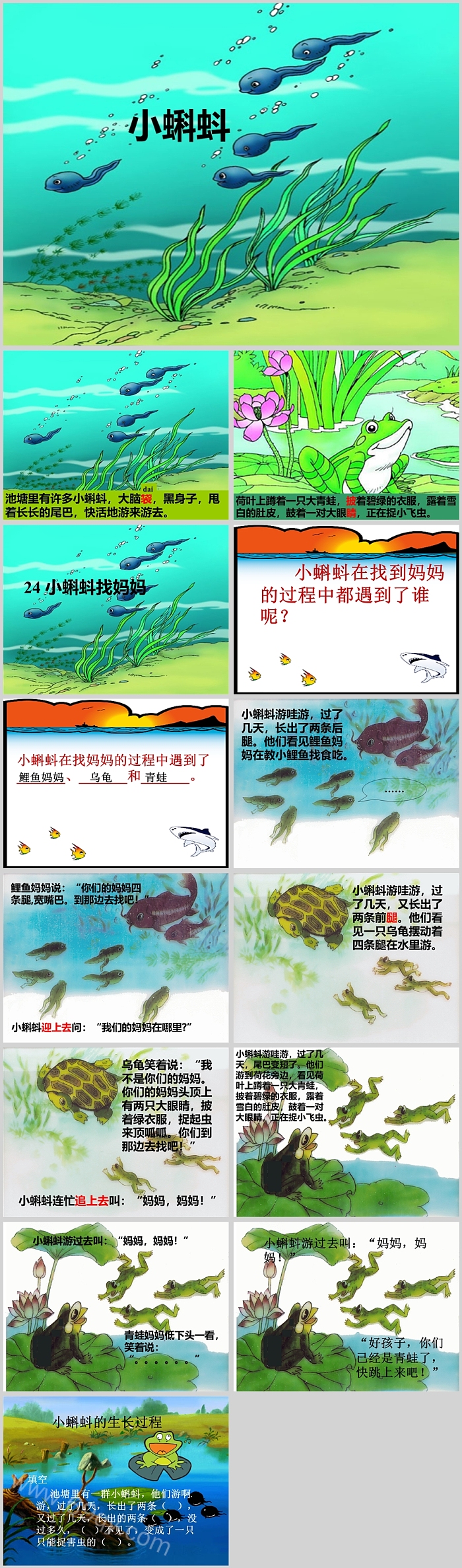 完整版幼儿园语言《小蝌蚪》找妈妈绘本故事ppt课件