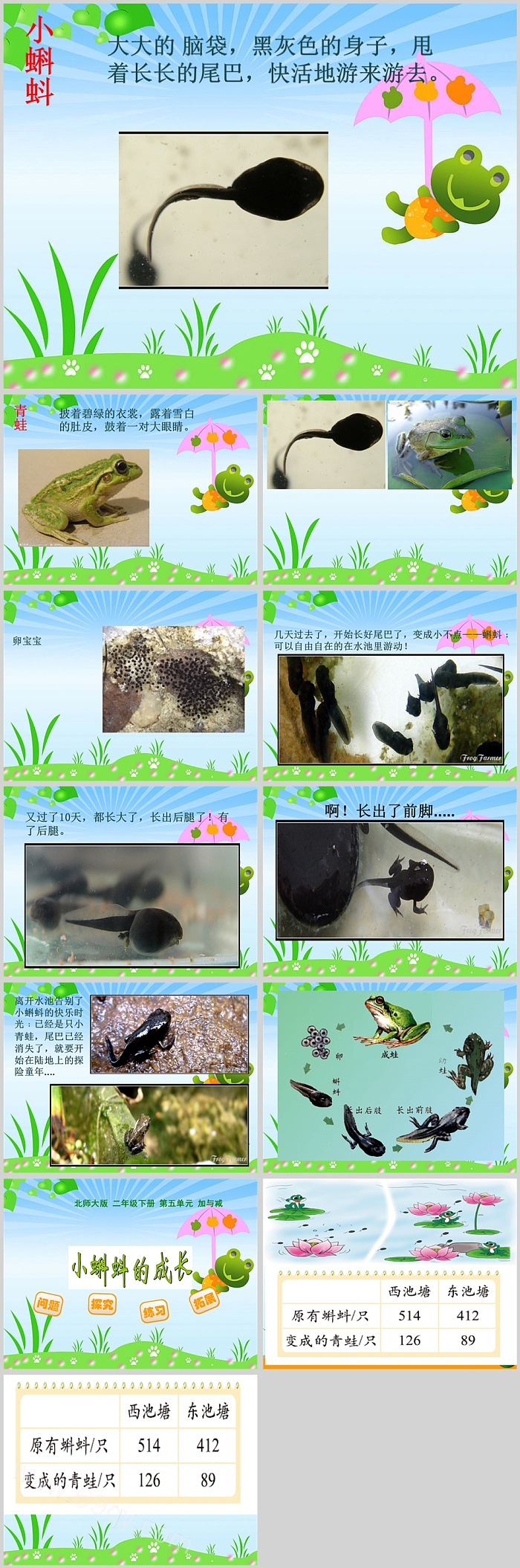 幼儿园中班科学《小蝌蚪变青蛙》教育绘本故事ppt课件