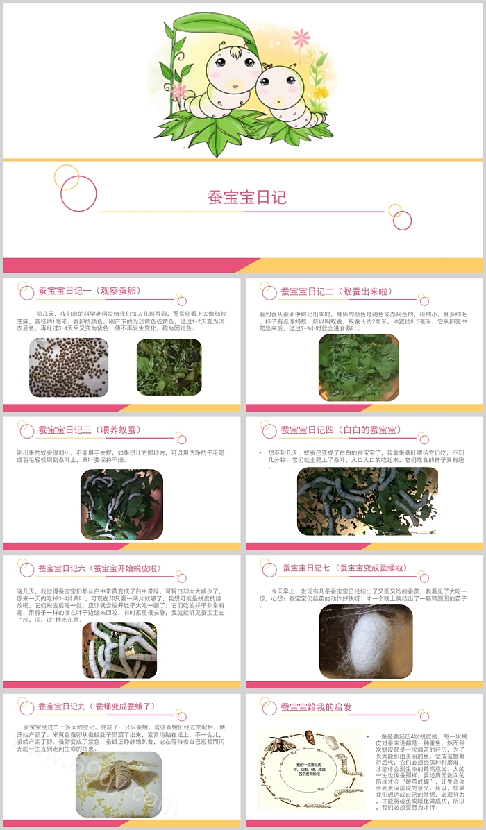 幼儿园小学一年级科学《给蚕宝宝记日记》绘本故事ppt课件（蚕宝宝日记）