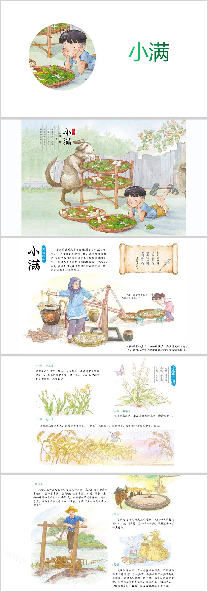幼儿园中国传统二十四节气之《小满》绘本故事ppt课件