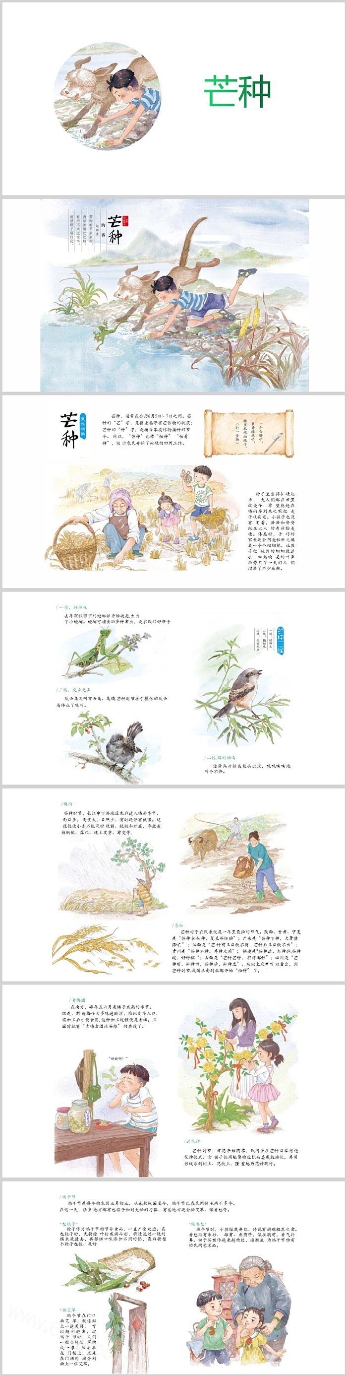 幼儿园中国传统二十四节气之《芒种》绘本故事ppt课件