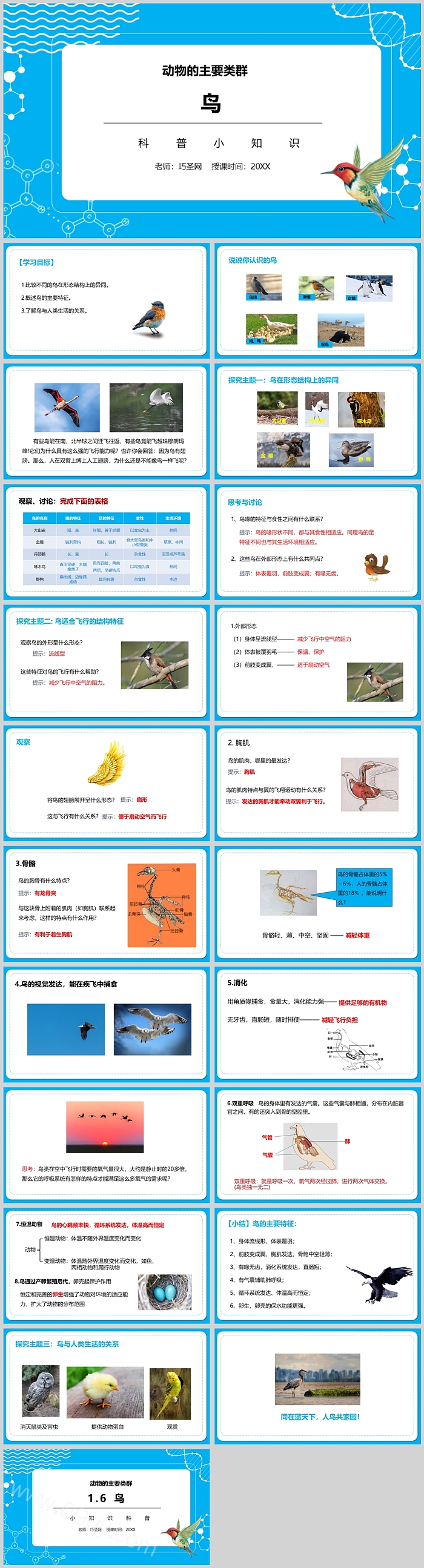 鸟科普知识《常见鸟类识别》科普宣传PPT课件