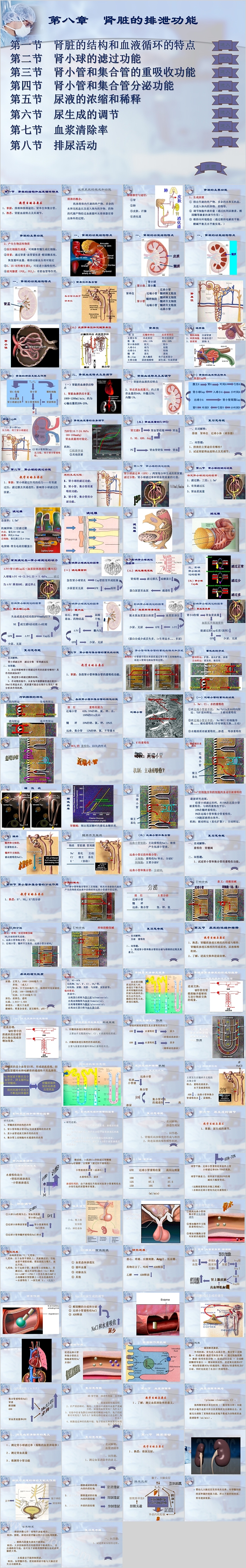 第八章肾脏的排泄功能护理学习课件