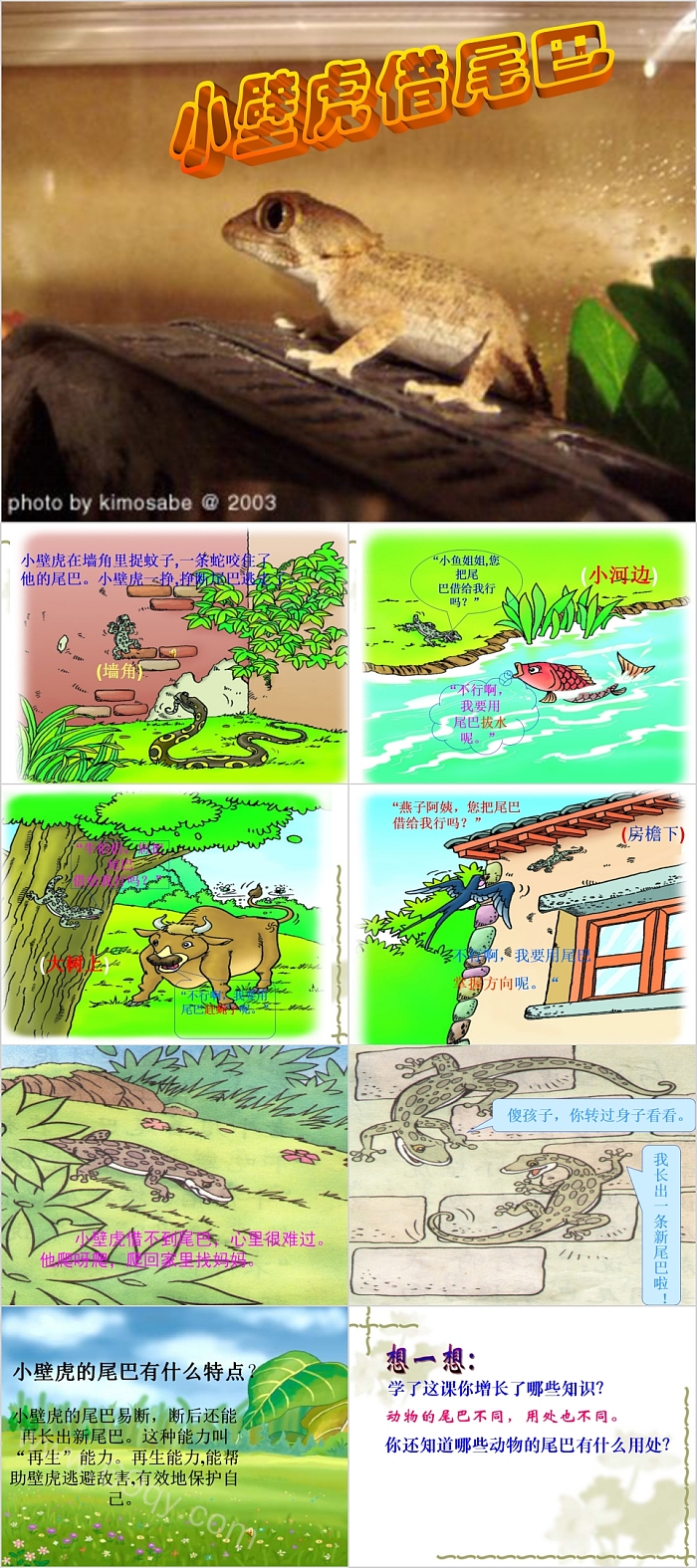幼儿园儿童优秀《小壁虎借尾巴》教育绘本故事PPT课件（完整版）