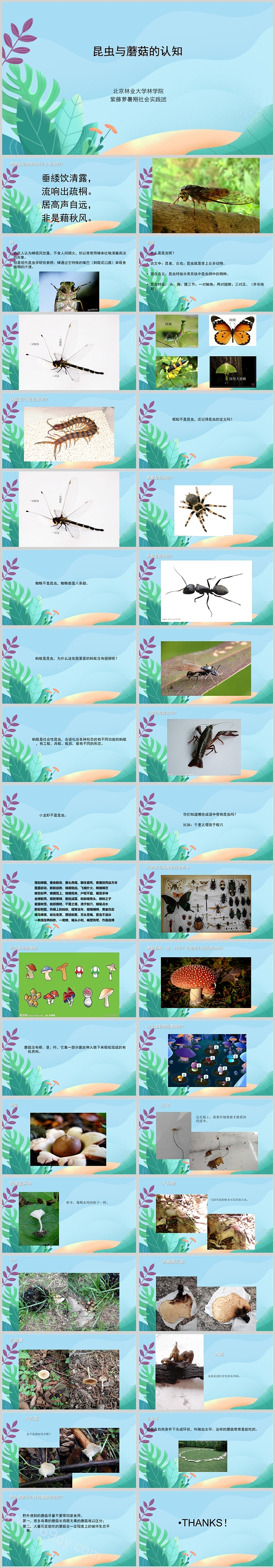 幼儿园大班科学教案认识常见的昆虫和蘑菇的科普PPT课件
