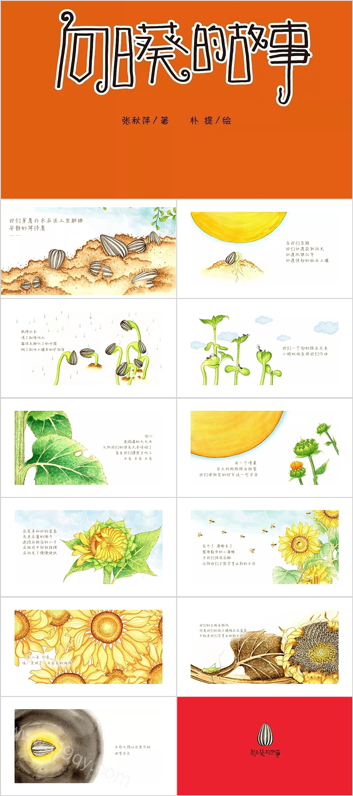 卡通经典幼儿园科学《向日葵的故事》绘本故事PPT课件
