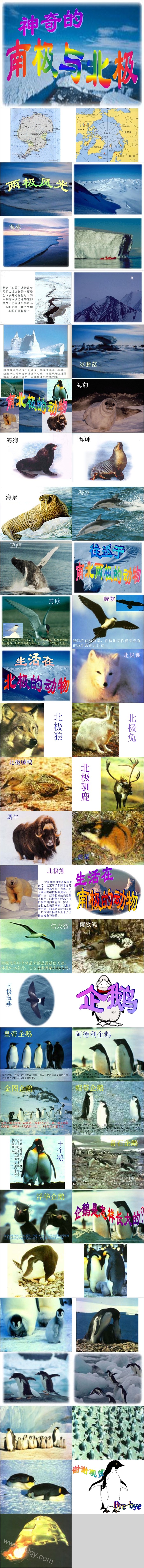 幼儿园大班科学《神奇的南极与北极》绘本故事PPT课件